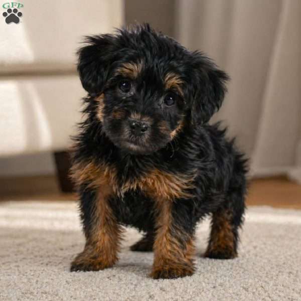 ARCHIE, Yorkie Puppy